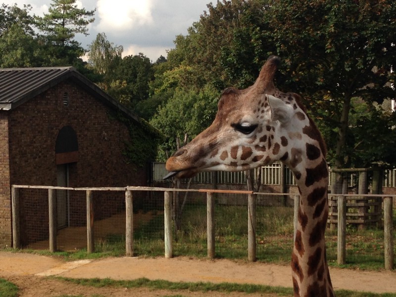 A giraffe at London Zoo.
