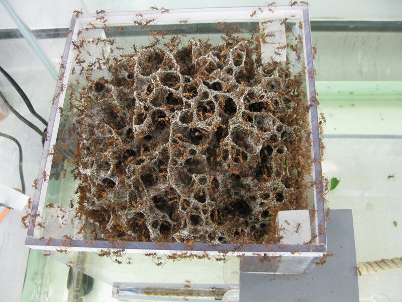A large plastic crate with an exposed ants' nest inside it, crawling with ants.