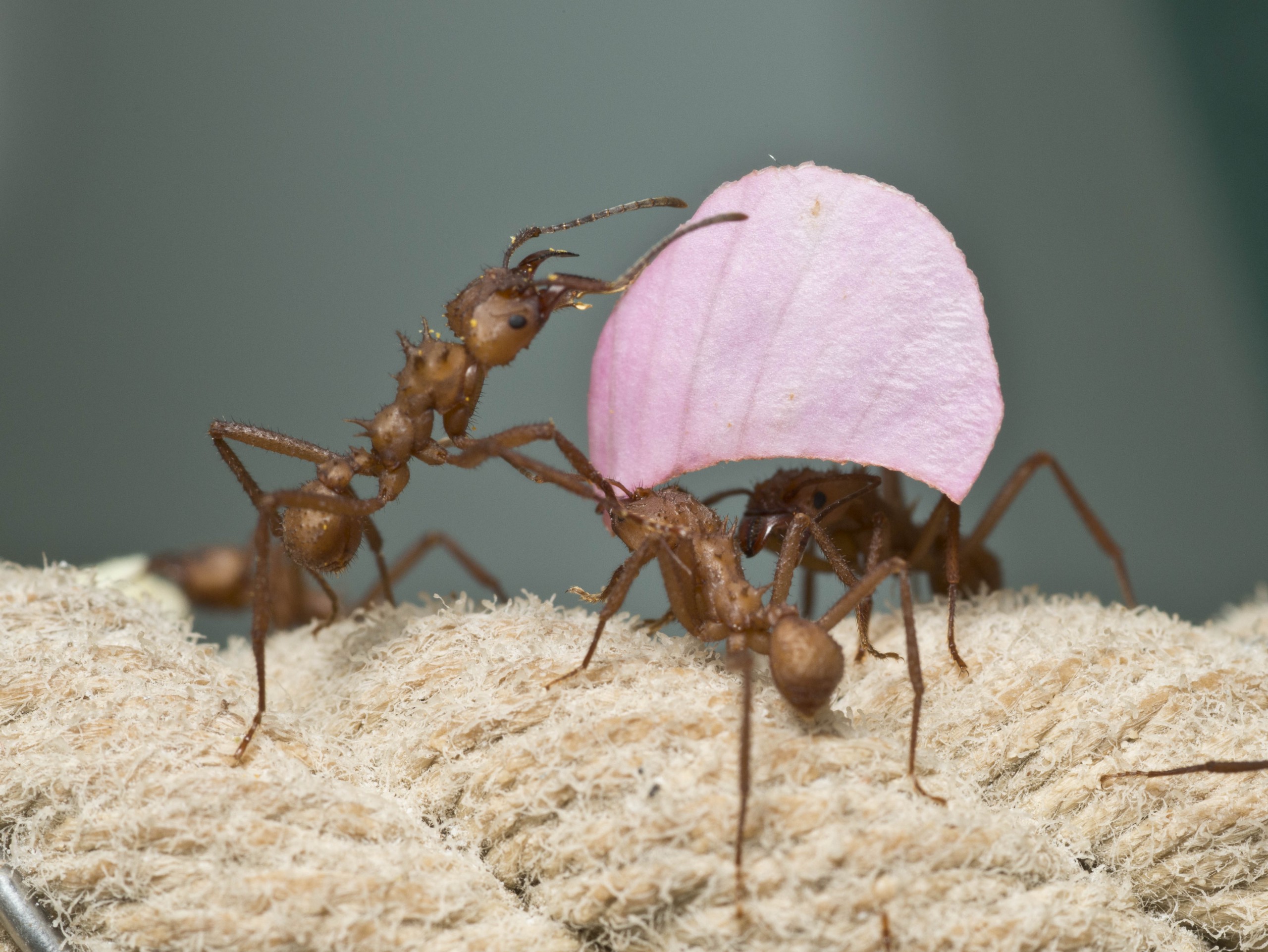 Three ants carry a flower petal.