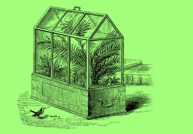 An illustration of a biosphere, a kind of tiny greenhouse, filled with ferns.