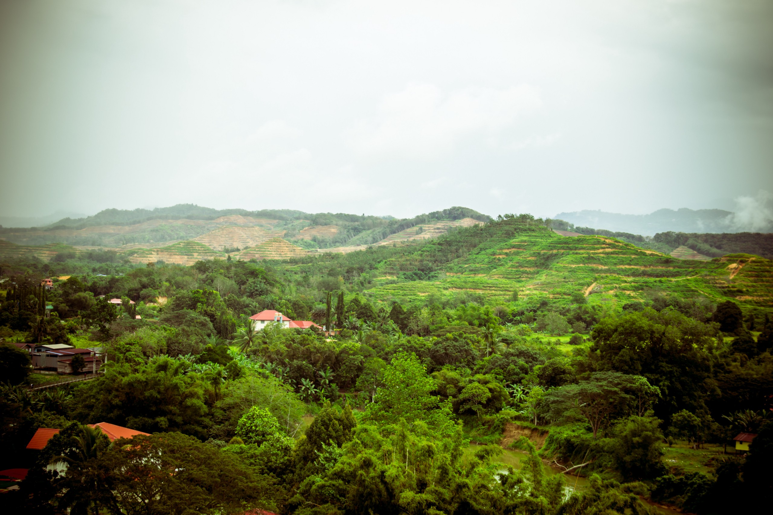 A lush jungle landscape, with terraced farms on the hills in the distance.
