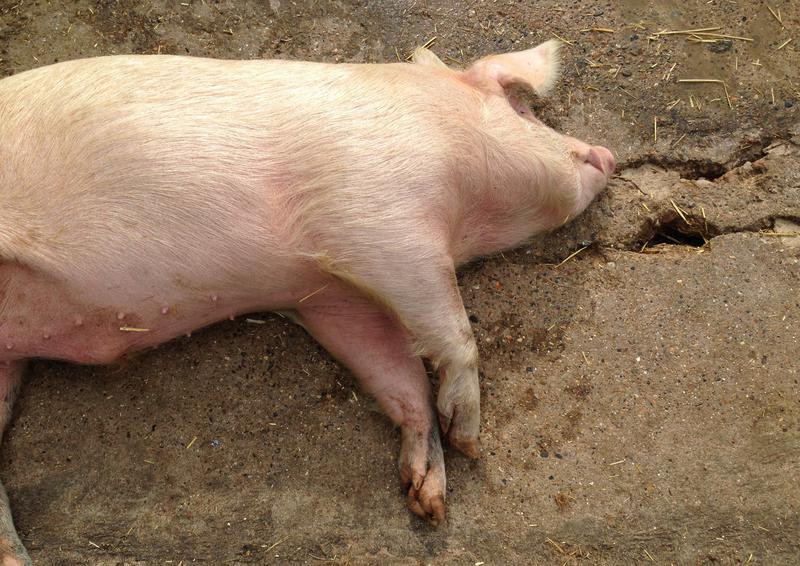 A pig sleeps in the mud.
