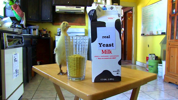 A glass on the table is full of yellow powder. Next to it is a carton that reads "real yeast milk." Standing next to the glass is also a baby chick.