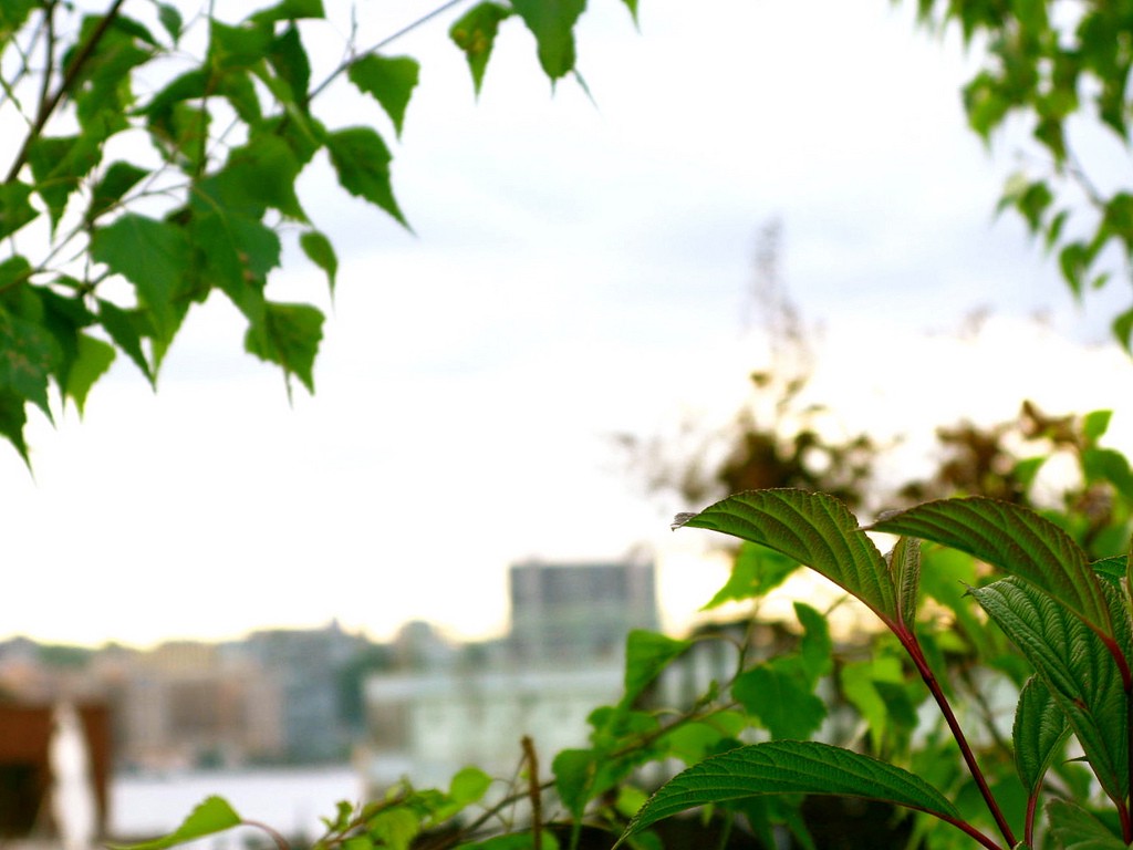 A city skyline viewed through leaves.