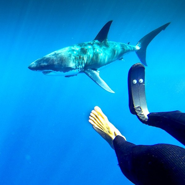 A shark underwater, with a scuba diver in the foreground. One of the diver's legs is a prosthetic flipper.