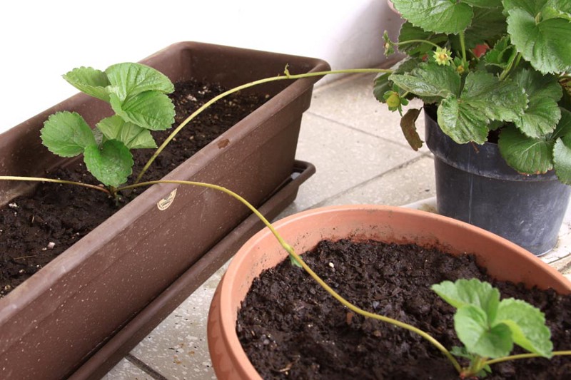 A series of interconnected strawberry plants.