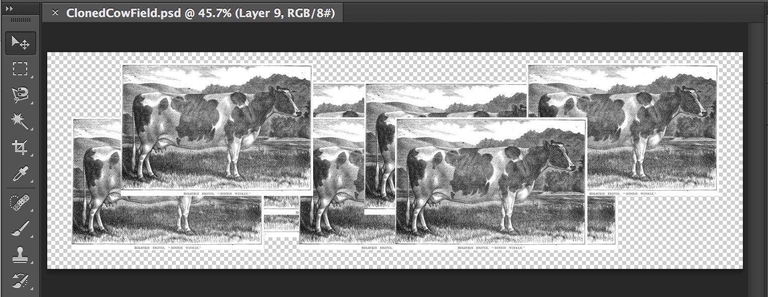 An engraving of a cow copied multiple times in an Adobe Photoshop window.