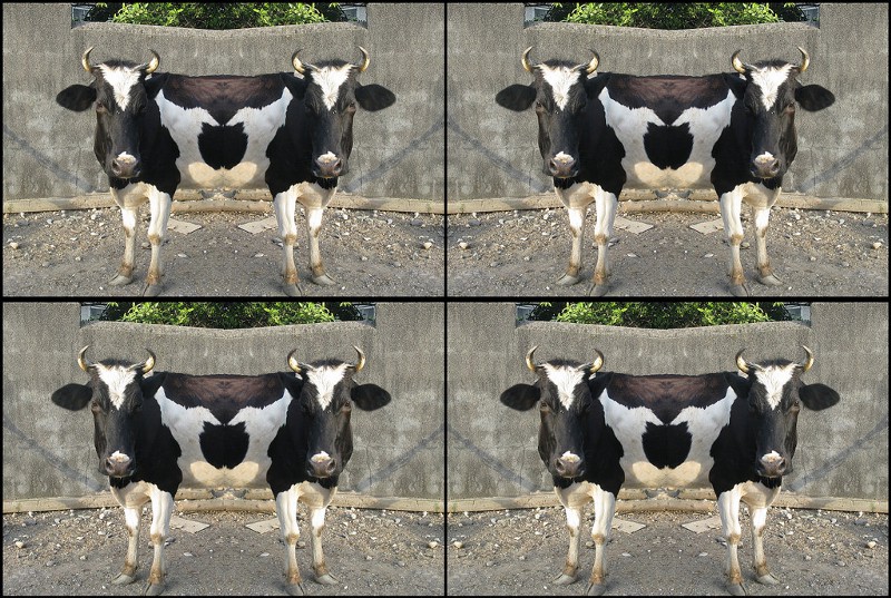 A collage of mirrored cow pictures.