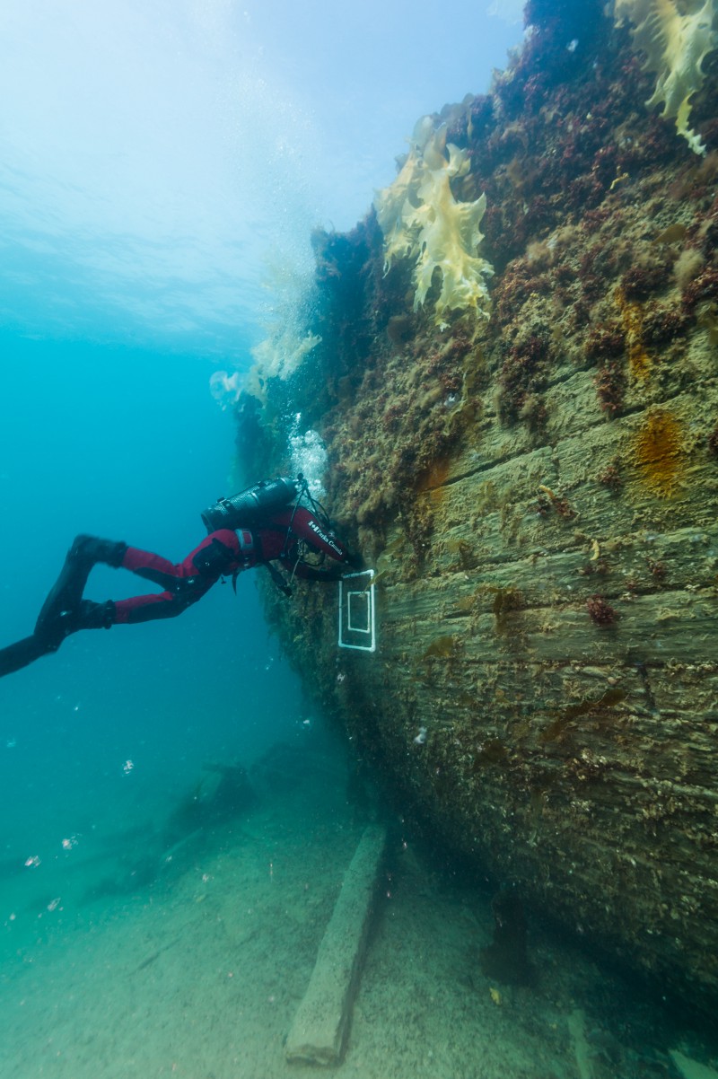 A wooden ship underwater, covered in barnacles and other plantlife. A scuba diver inspects the hull.