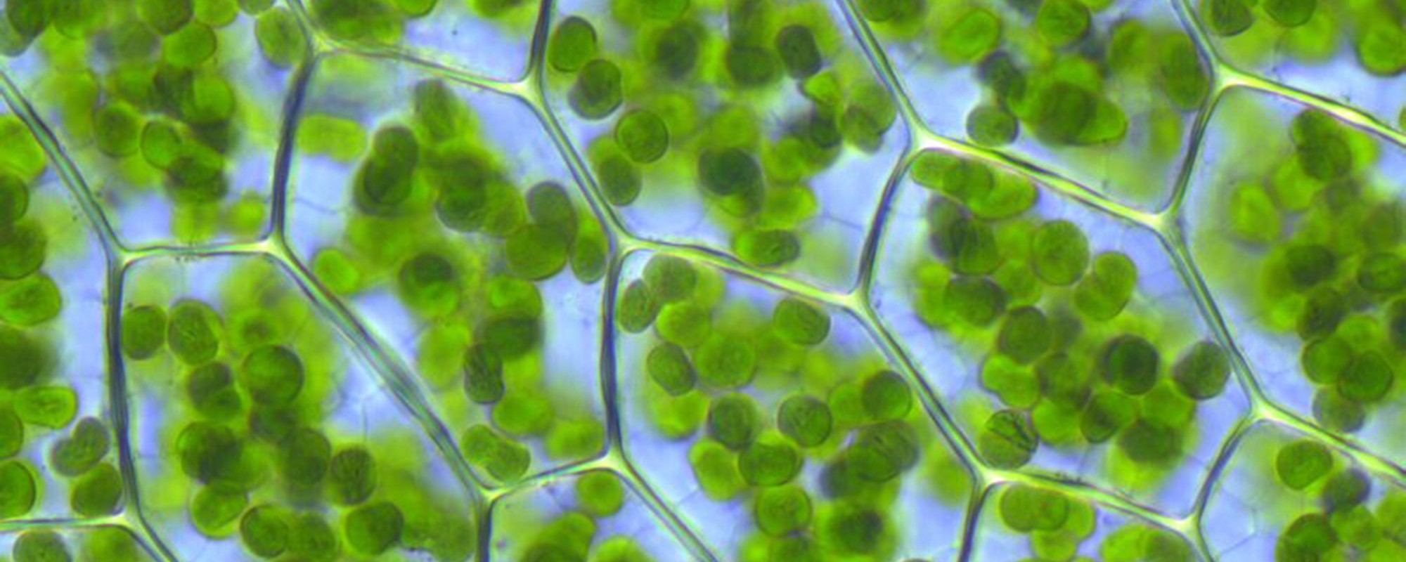Close-up view of the cells of a plant.
