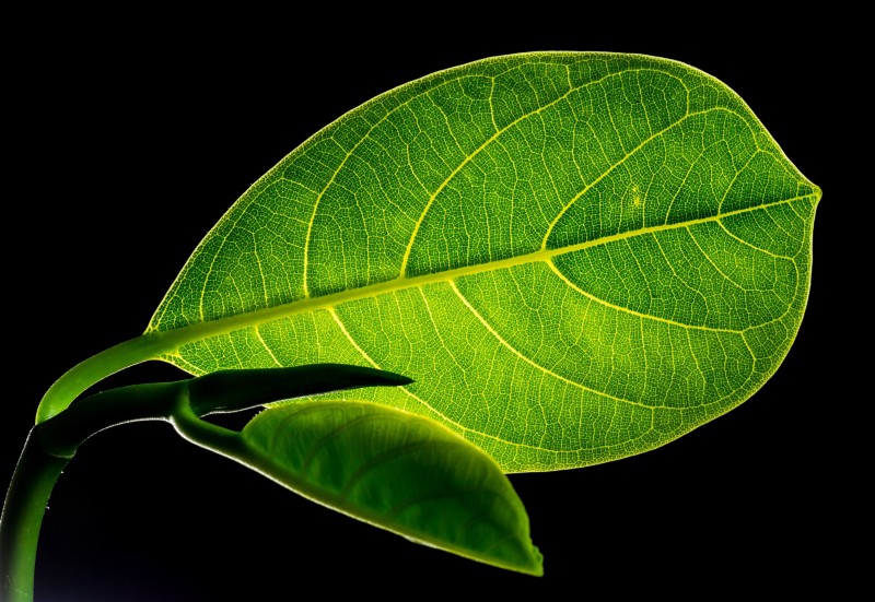 A leaf.