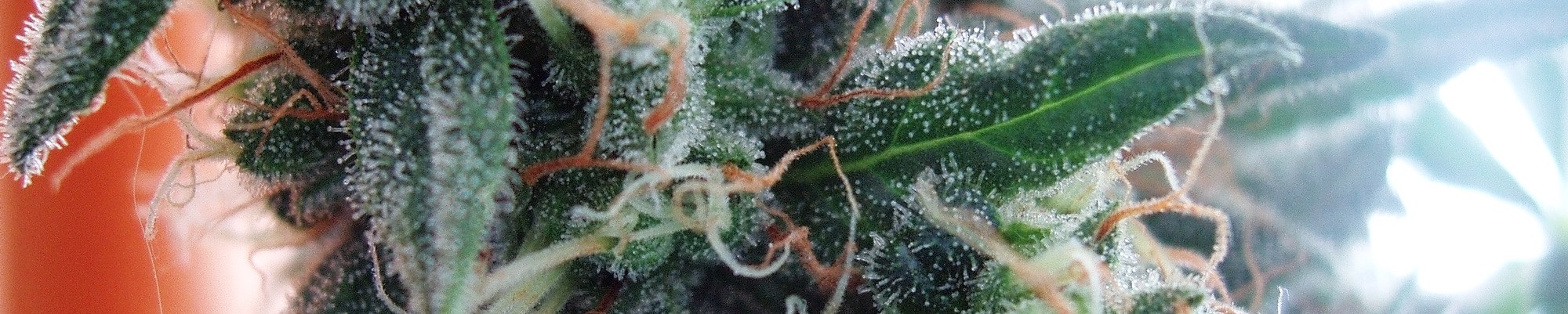 A close-up picture of a marijuana plant.