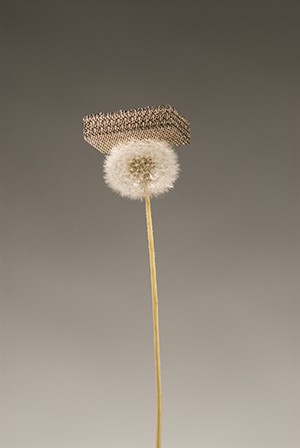 A small piece of microlattice lying on top of an upright dandelion, with its seeds intact and supporting the weight comfortably.