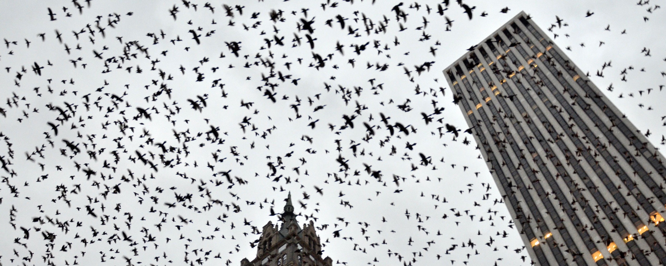 A dense flock of birds flying past skyscrapers.