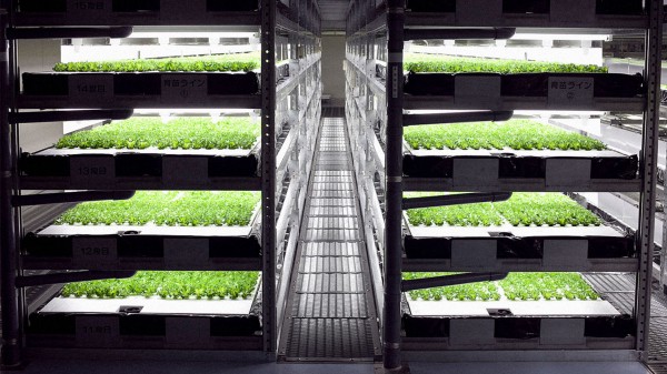 Rows of salads growing in trays in a hydroponic farm.