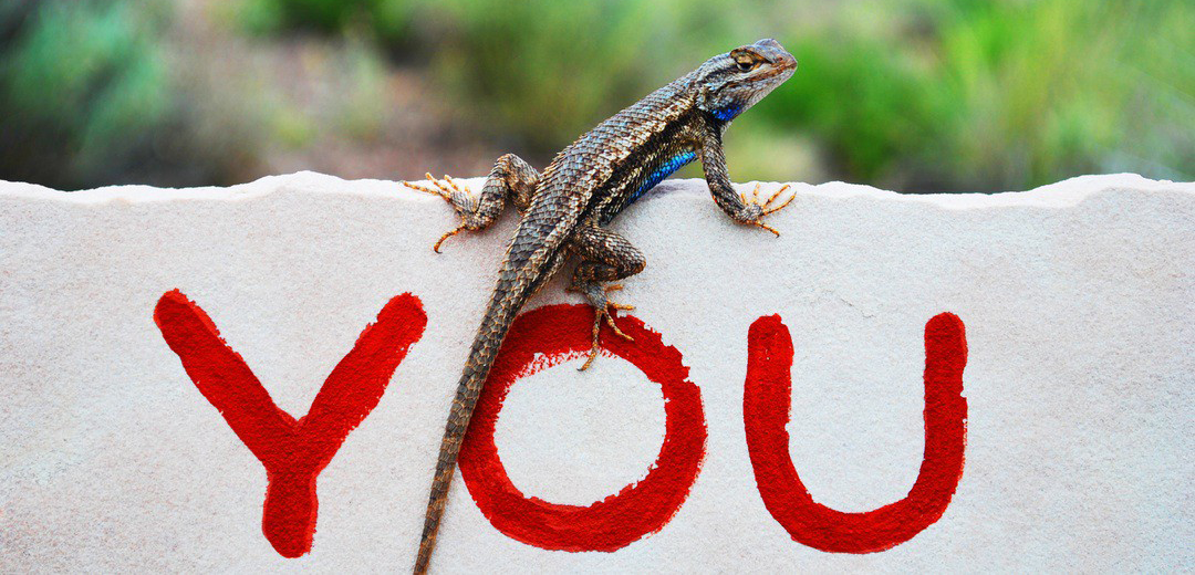 A lizard on a wall, with the word "you" written on the wall in red paint.