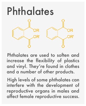 "Phthalates: They are used to soften and increase the flexibility of plastics and vinyl. They're found in clothes and a number of other products. High levels of some phthalats can interfere with the development of reproductive organs in males and affect female reproductive success.