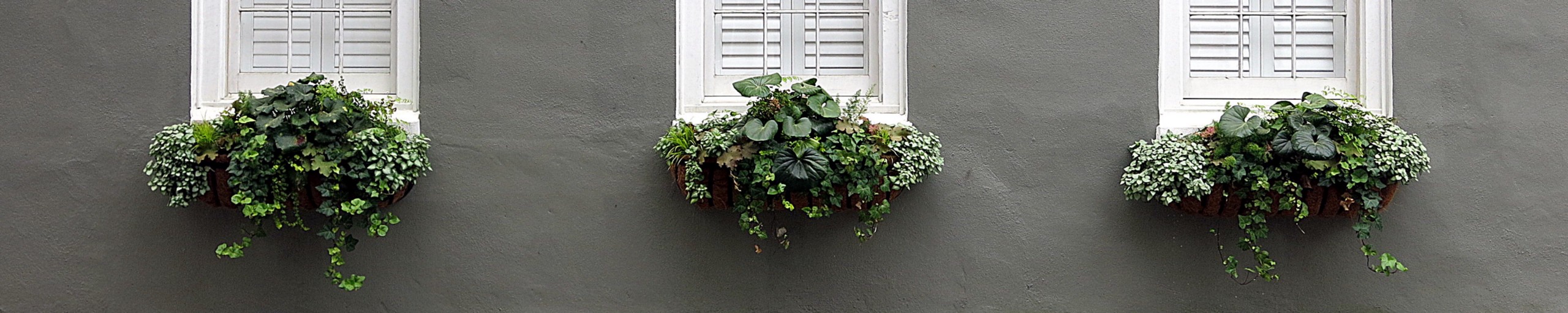 Flowering plants grow in window boxes on a house.