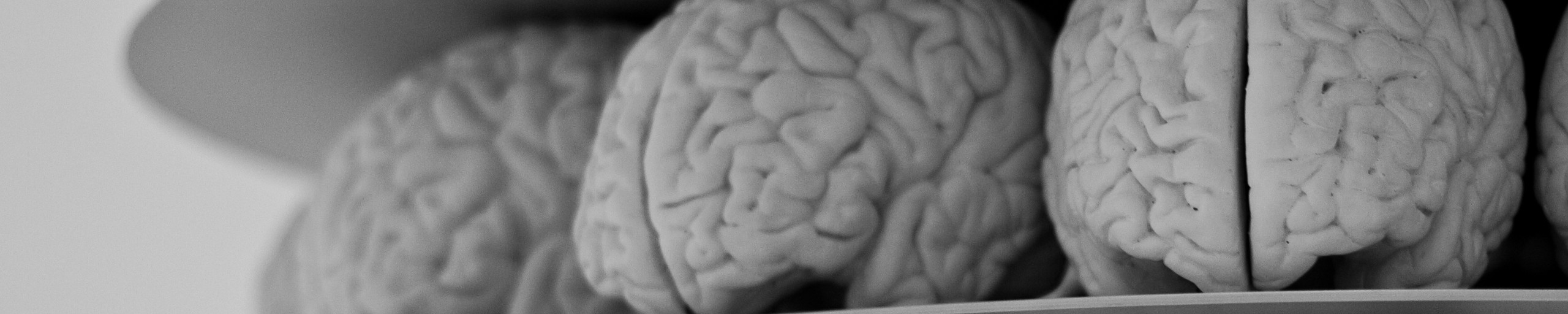 Models of brains.