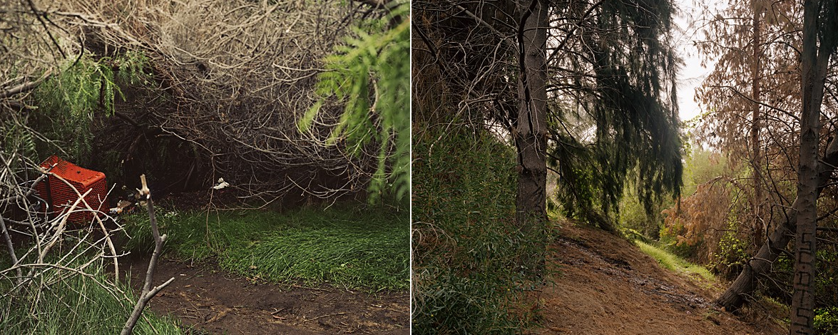 Two photographs of overgrown woodland in Elysian Park, with rough trains trodden through the brush.