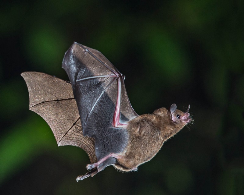 Short-tailed fruit bat in flight