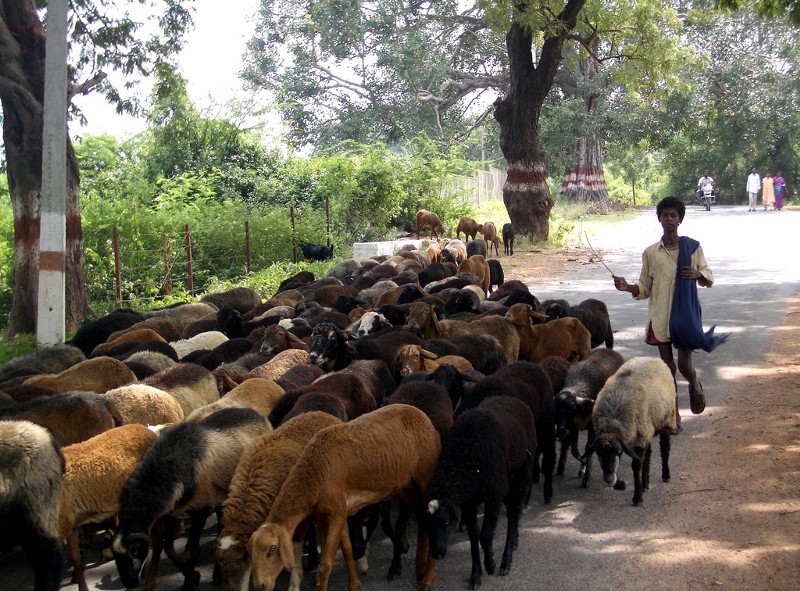 A person herding animals in the road
