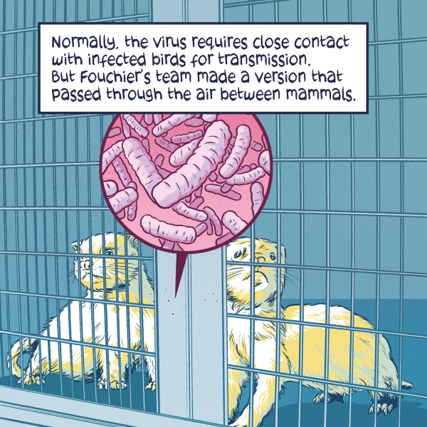 Ferrets in a cage with a bubble illustration of bacteria. Text: "Normally, the virus requires close contact with infected birds for transmission, but Fouchier's team made a version that passed through air between mammals."