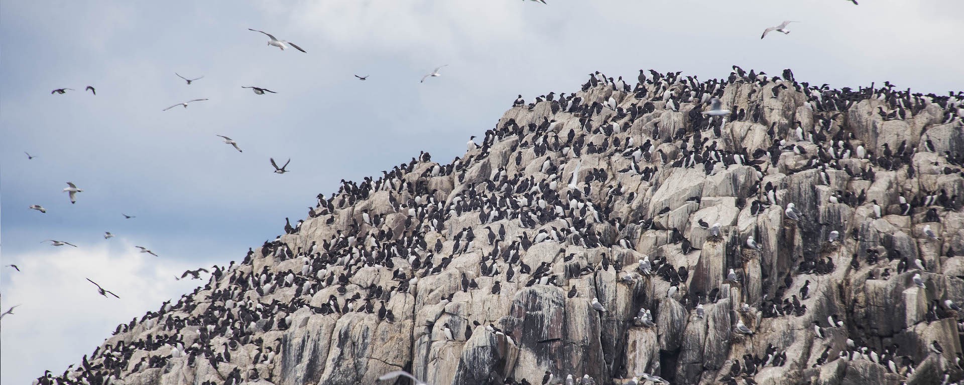 Outcropping covered in birds