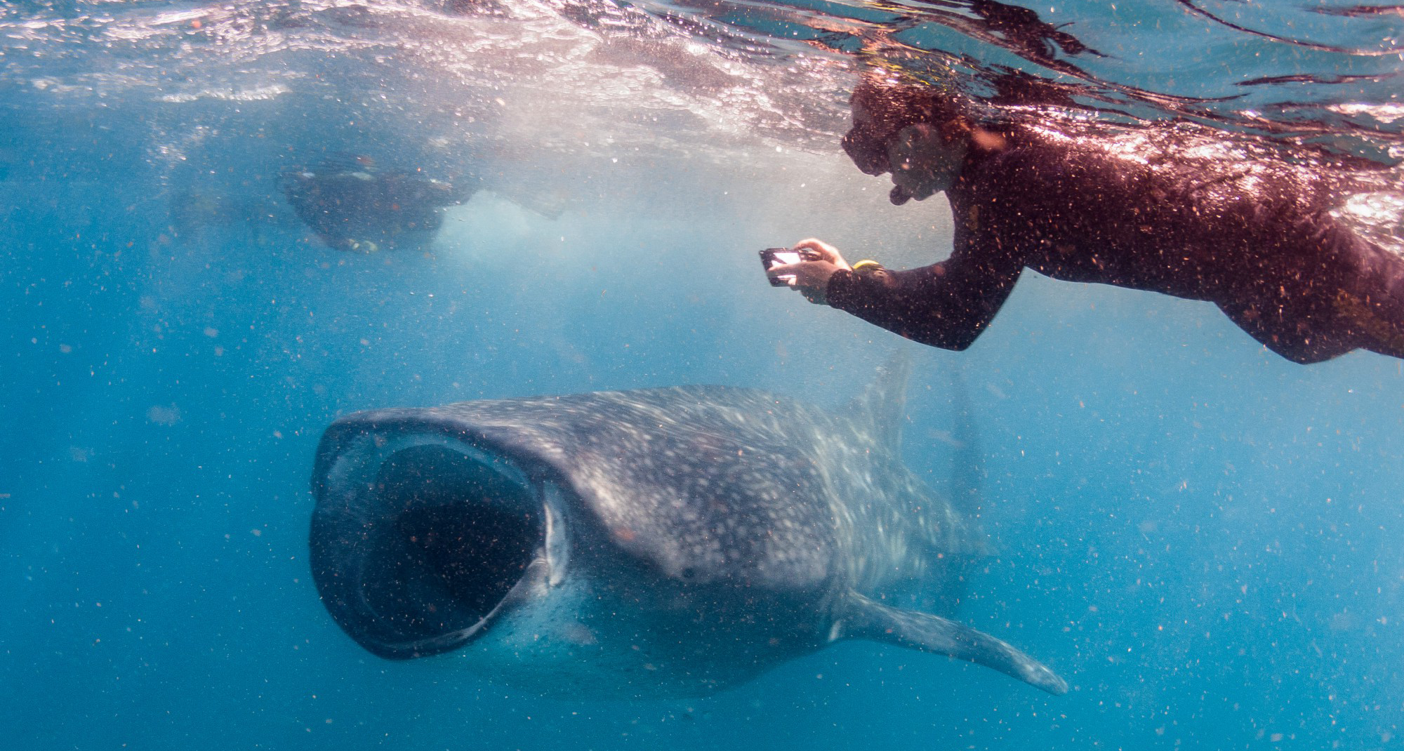 Diver photographing a whale shark