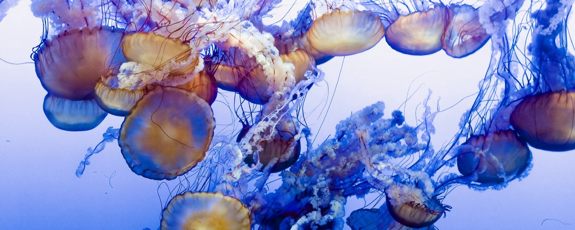 A host of jellyfish swim underwater.