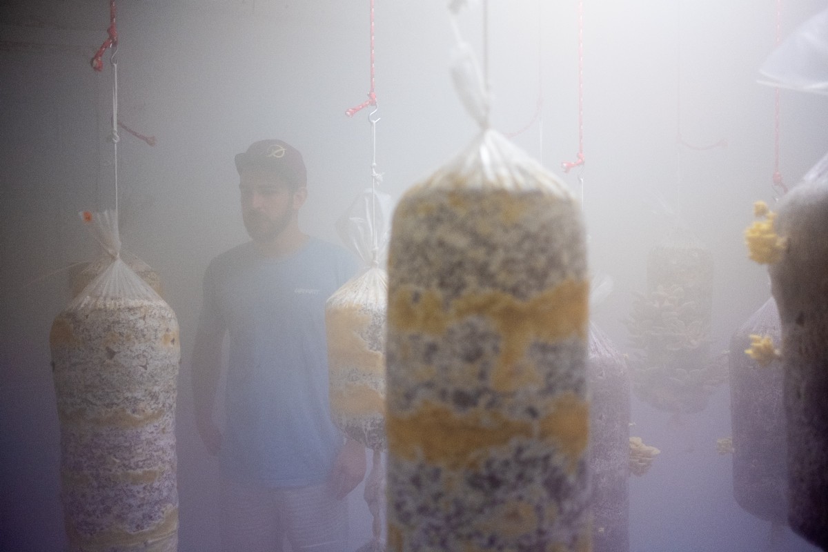 Sebastián Sagardia standing in a misty room with large hanging bags mushroom substrate