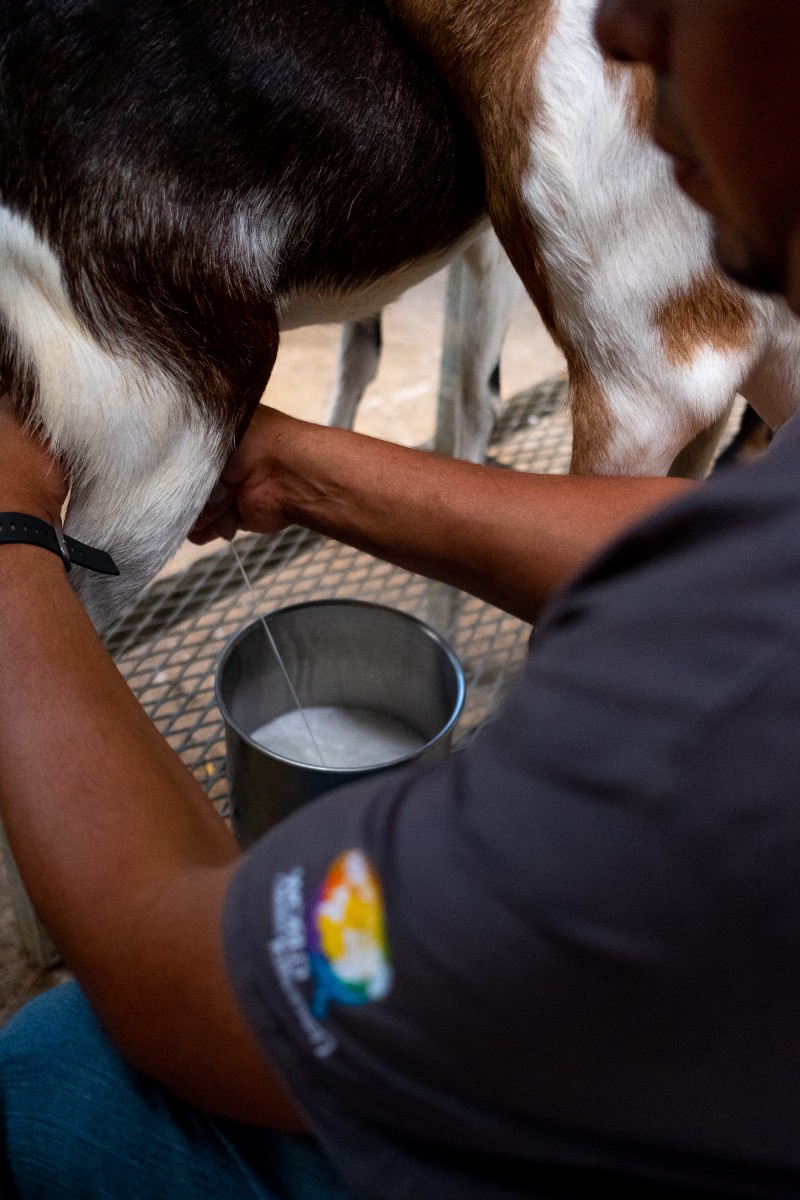 A person milking a goat