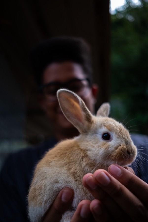 A rabbit
