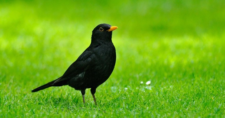 Identifying Birdsong With An App How We Get To Next